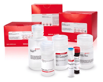 AmpliteÂ® Colorimetric L-Lactate Dehydrogenase (LDH) Assay Kit